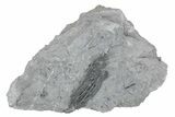 Fossil Crinoid (Histocrinus) - Monroe County, Indiana #231979-1